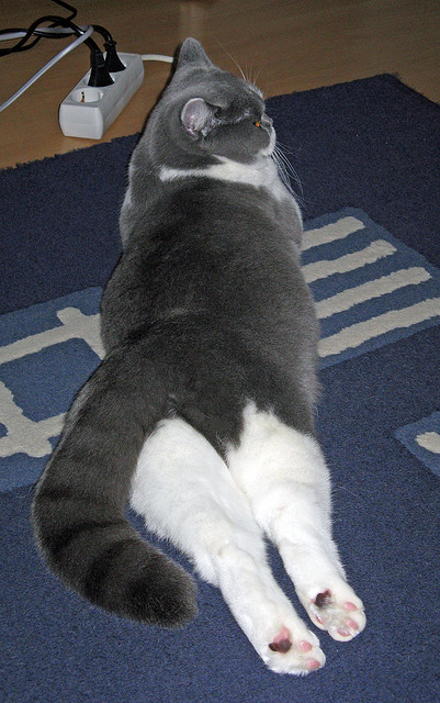 足球青训教练培训引入国外教学法改良版，足球青训课程