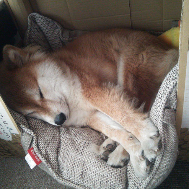 “萨尔·巴赫:南非羚羊队的下一个传奇”